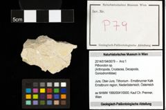 Foto (Objekt + Etiketten) von Pithonoton sp. 